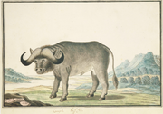 Tea towel: Kaapse buffel.