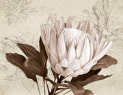 Tea towel: Heirloom Protea
