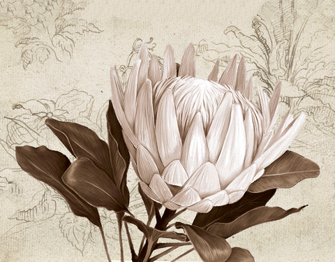 Tea towel: Heirloom Protea