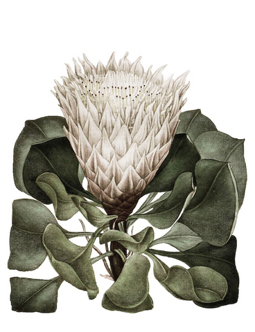 Tea towel: White Protea